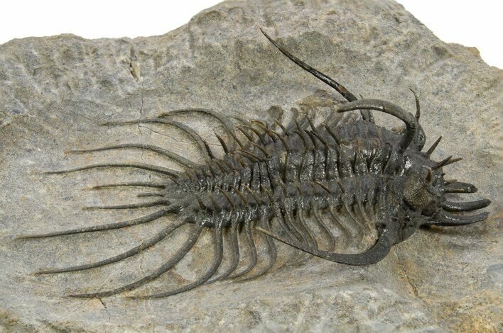 Large, Spiny Quadrops Trilobite - Top Quality Preparation #310128